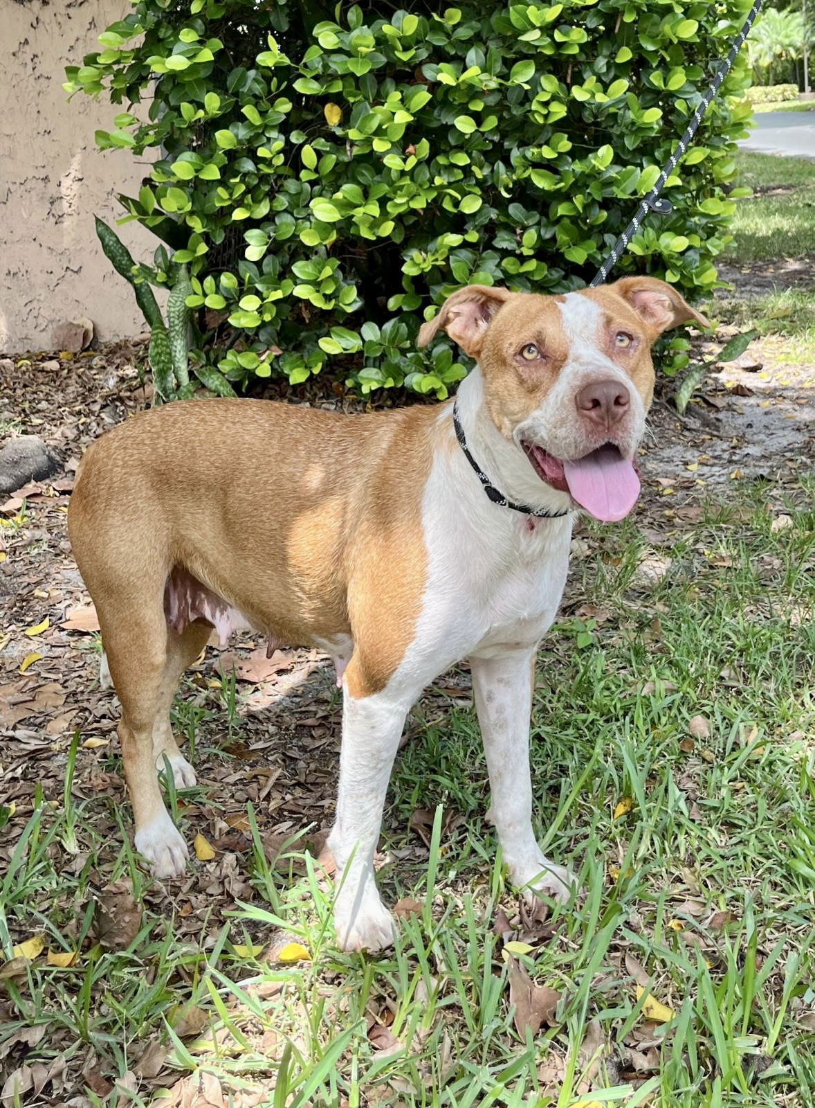 adoptable Dog in Pompano Beach, FL named BELLA