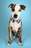 adoptable Dog in Pompano Beach, FL named FRANZ