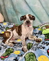 adoptable Dog in Pompano Beach, FL named FIZA