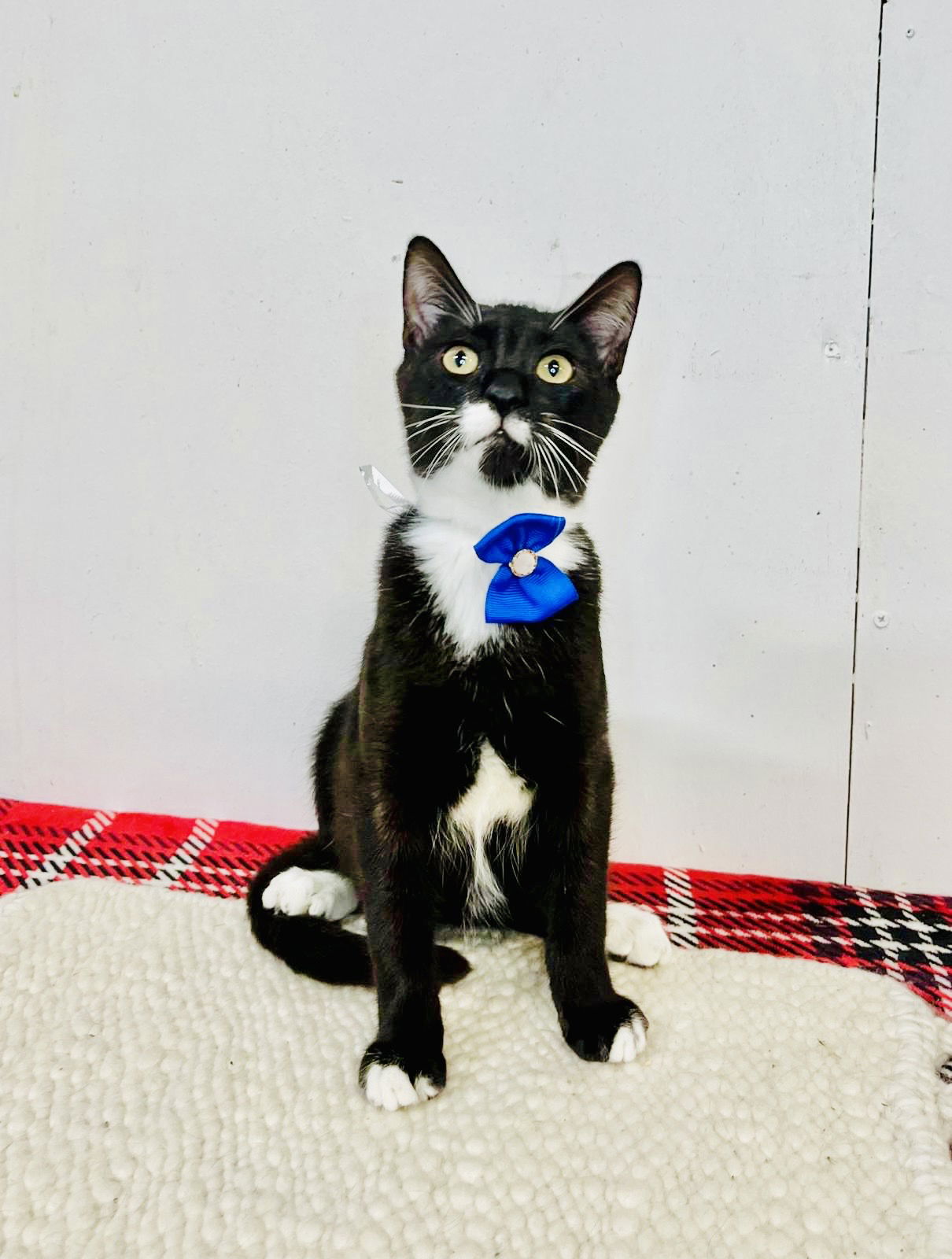 adoptable Cat in Pompano Beach, FL named TULIO