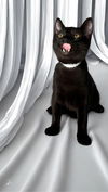 adoptable Cat in Pompano Beach, FL named NATHANIEL