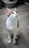 ERINE