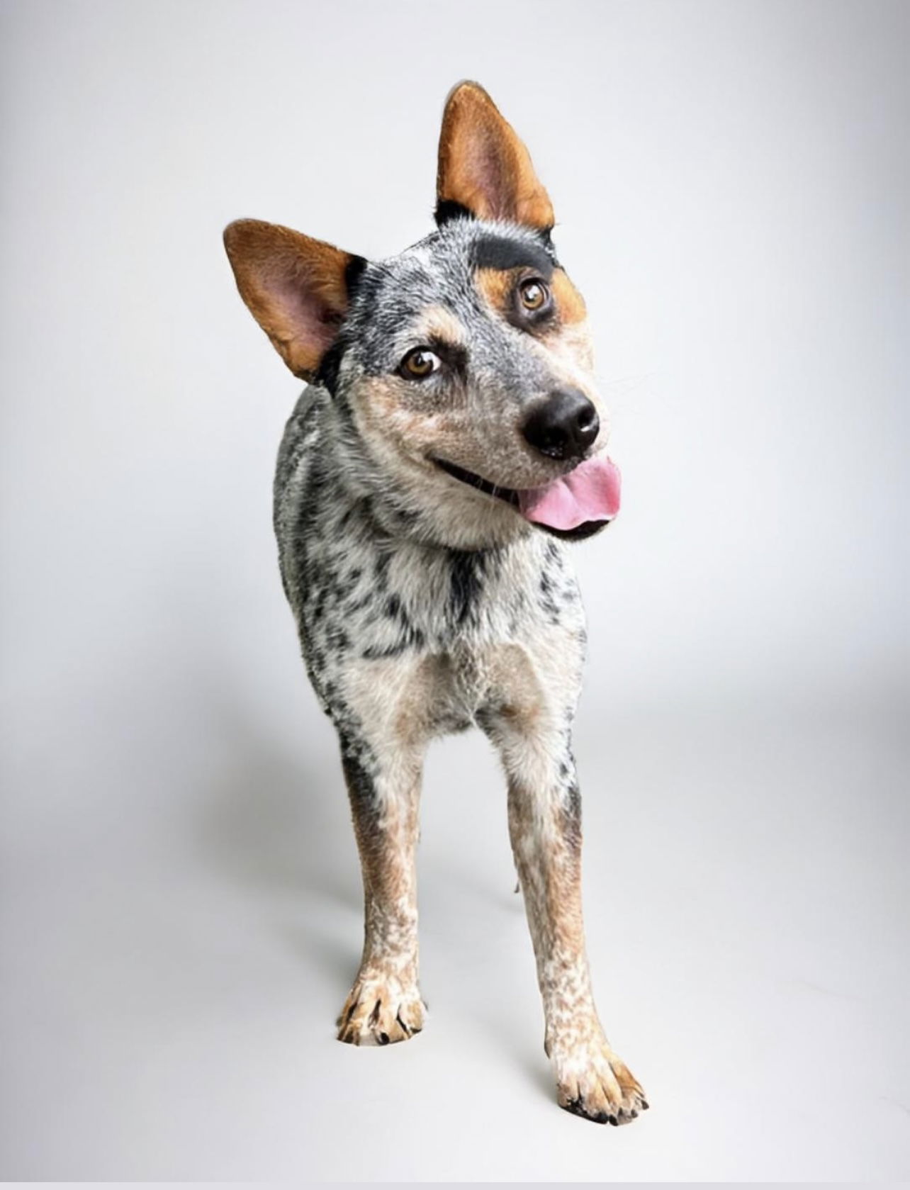 adoptable Dog in Pompano Beach, FL named MAX Australian Cattle Dog