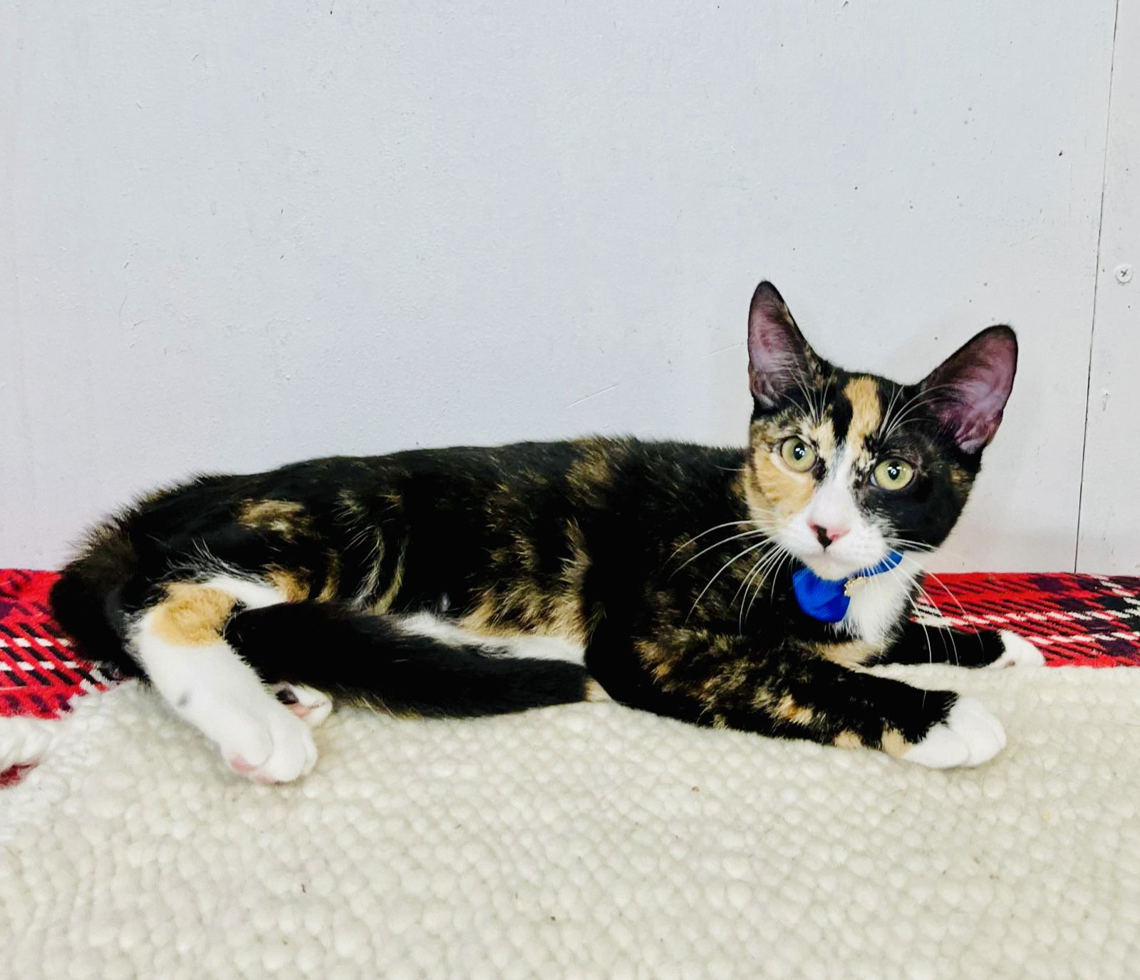 adoptable Cat in Pompano Beach, FL named crystal