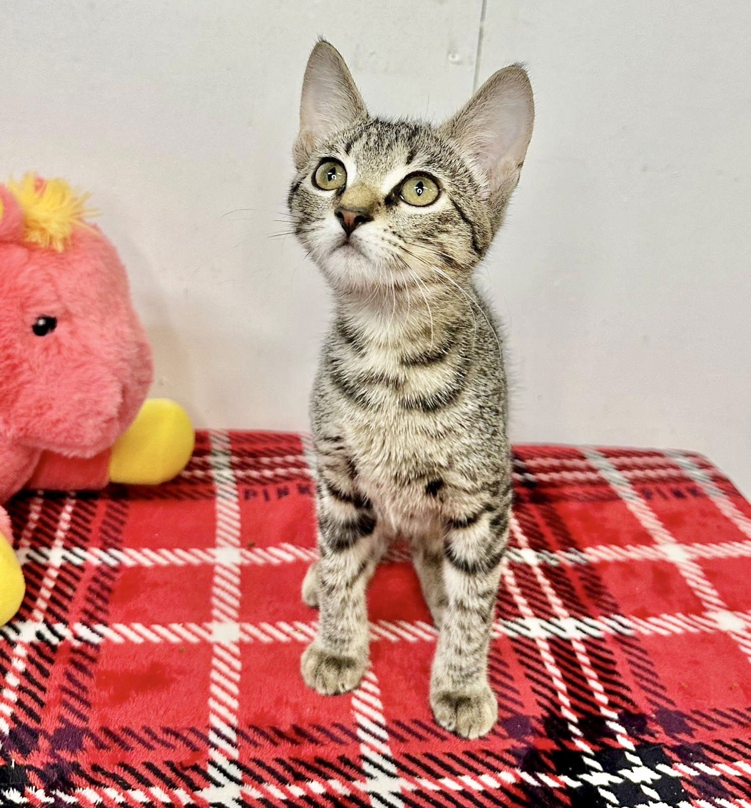 adoptable Cat in Pompano Beach, FL named Chevy