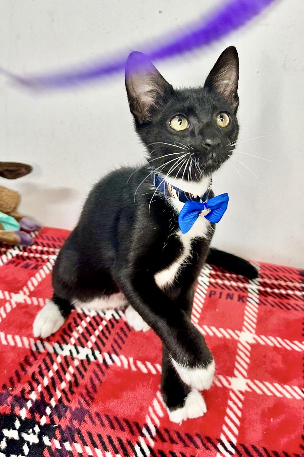 adoptable Cat in Pompano Beach, FL named RAM