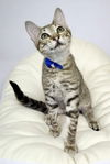 adoptable Cat in Pompano Beach, FL named CASHEW