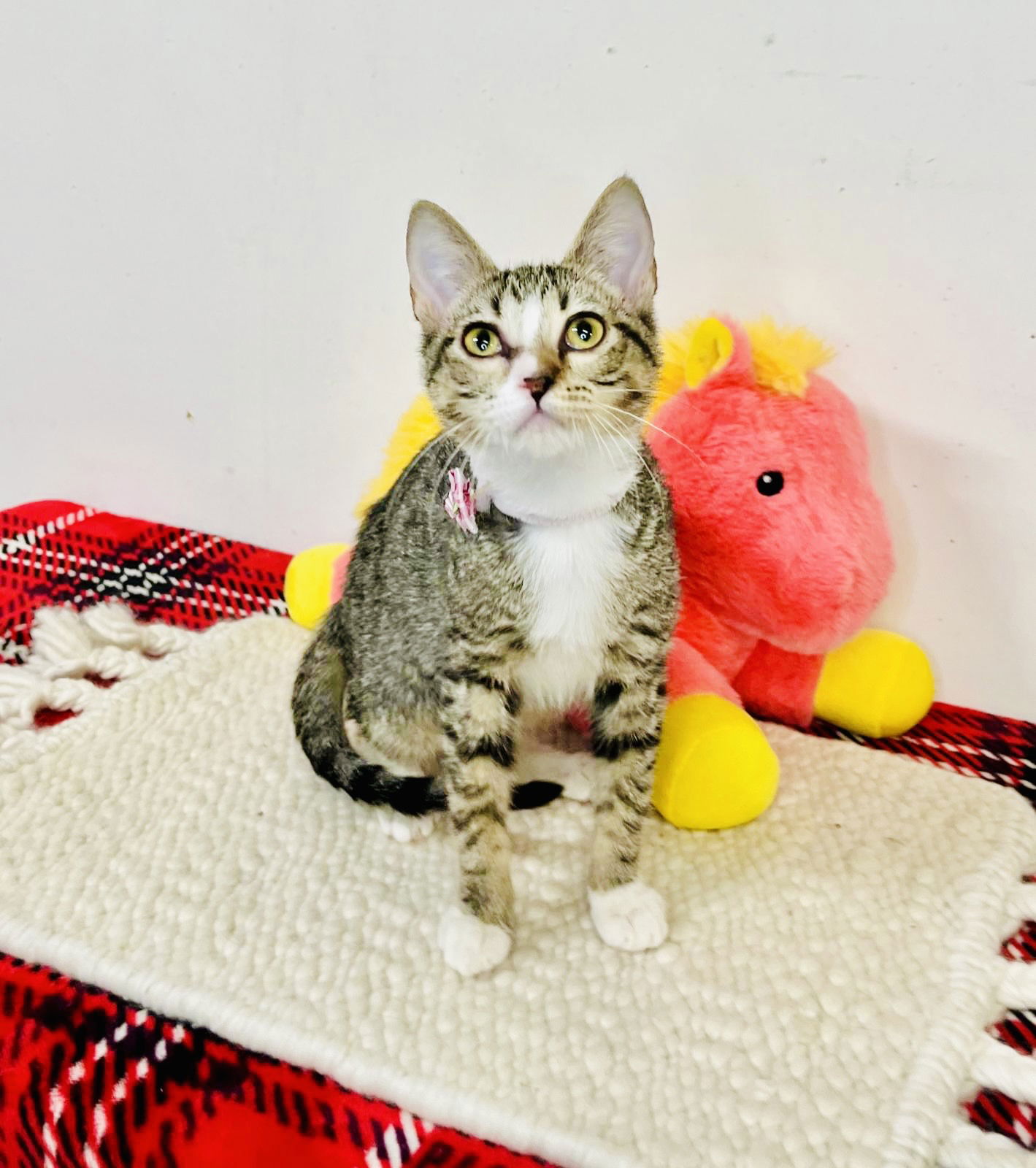 adoptable Cat in Pompano Beach, FL named MELISSA