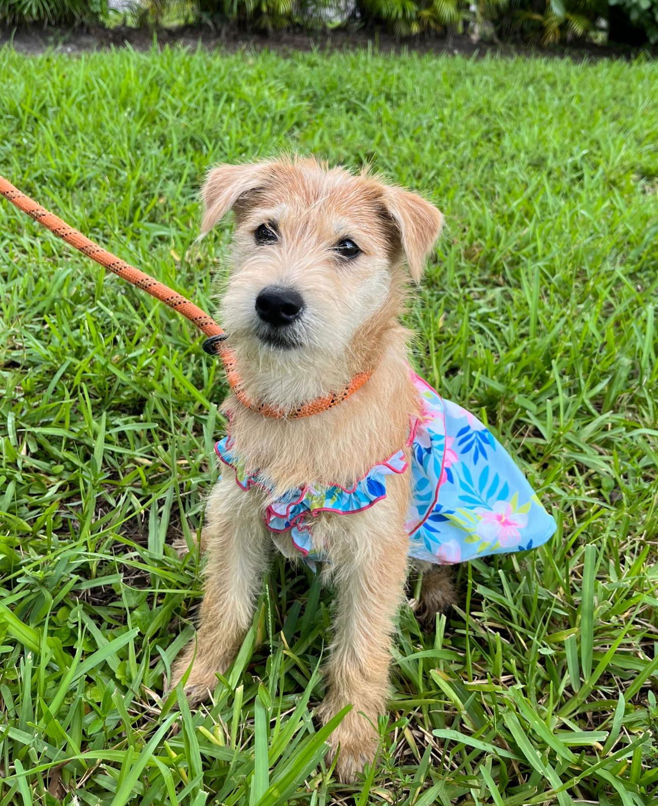 adoptable Dog in Pompano Beach, FL named ELSA