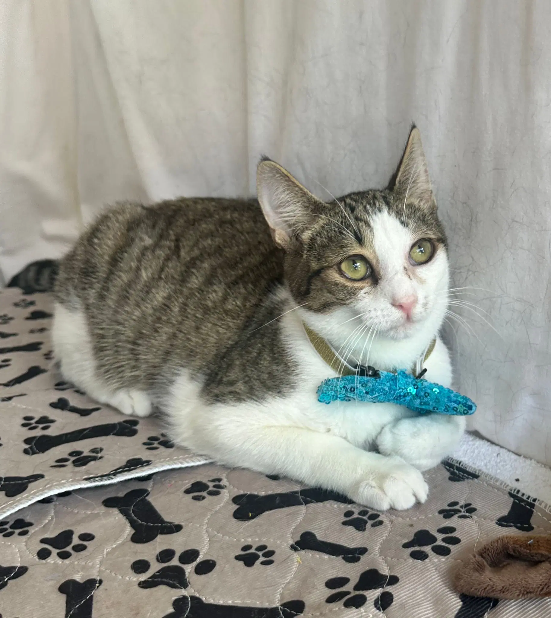 Sonic - Domestic Short Hair