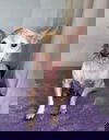 BIBI