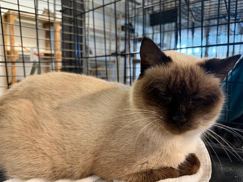 ISIS - Domestic Short Hair / Siamese available for adoption