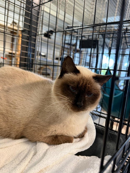 ISIS - Domestic Short Hair / Siamese available for adoption