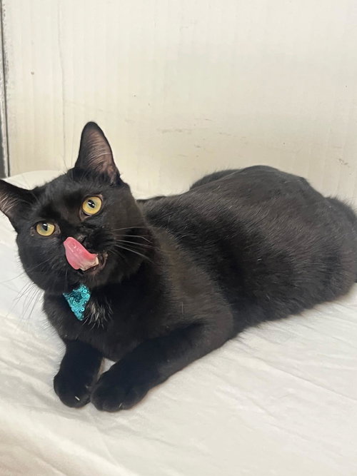 GRAPE - Domestic Short Hair available for adoption