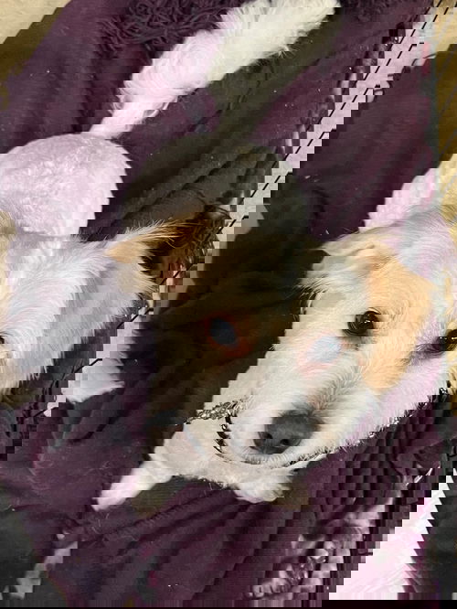 MARLIN