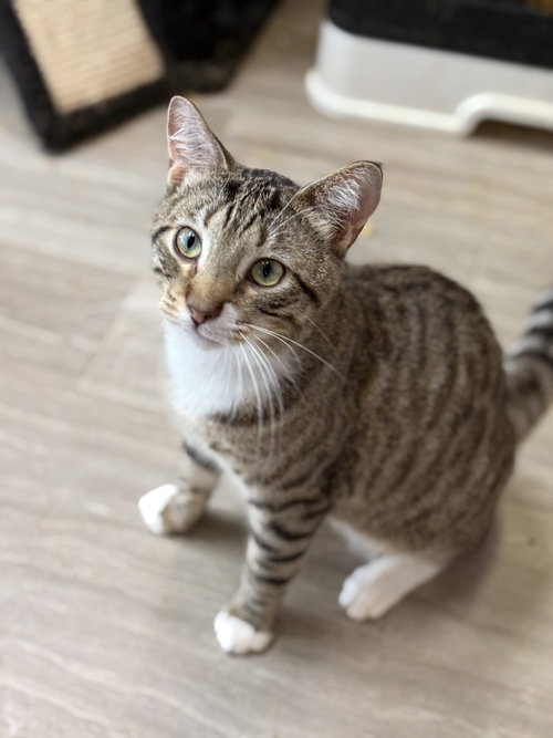 DARREN - European Shorthair available for adoption