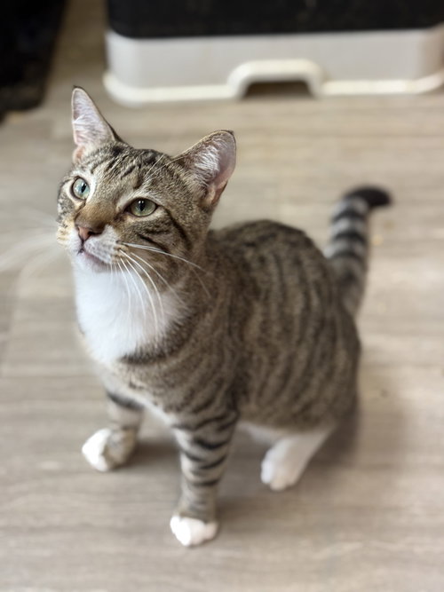 DARREN - European Shorthair available for adoption
