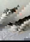 FELIPE