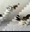 FELIPE
