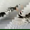 FELIPE