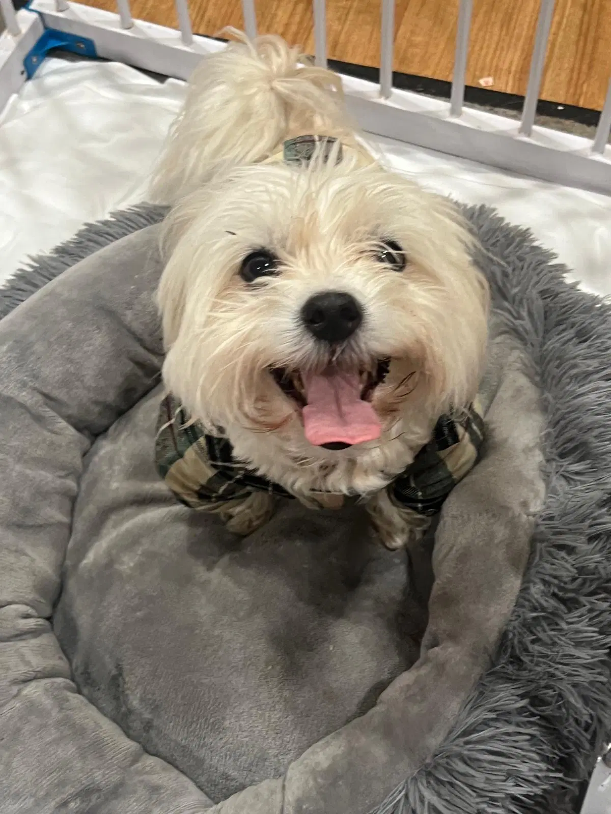 Fluffy - Shih Tzu