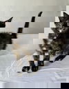 Cat Giirl