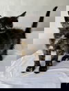 CAT GIRL
