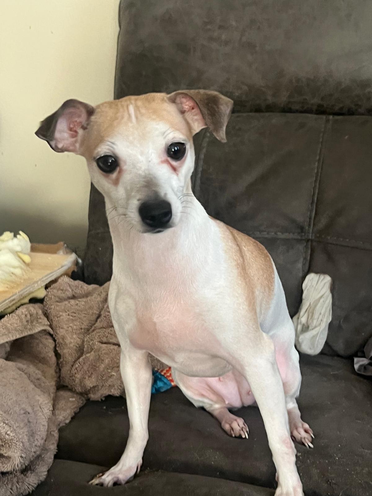 Chihuahua