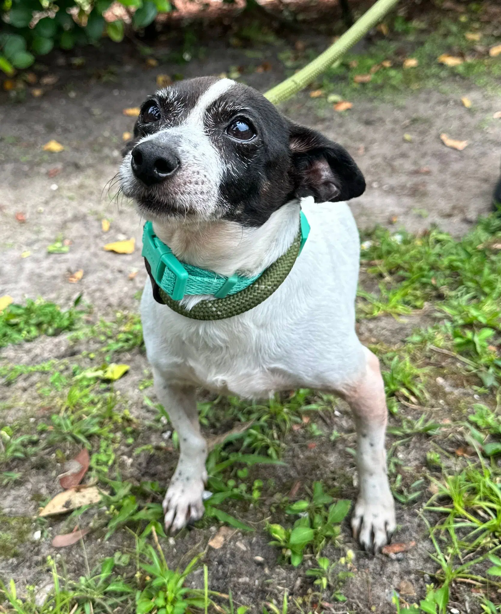 Marcus - Chihuahua