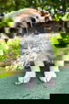 Parish
