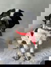 MOUSSE
