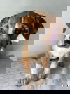 Pie
