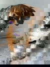 Pie
