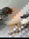 Pie
