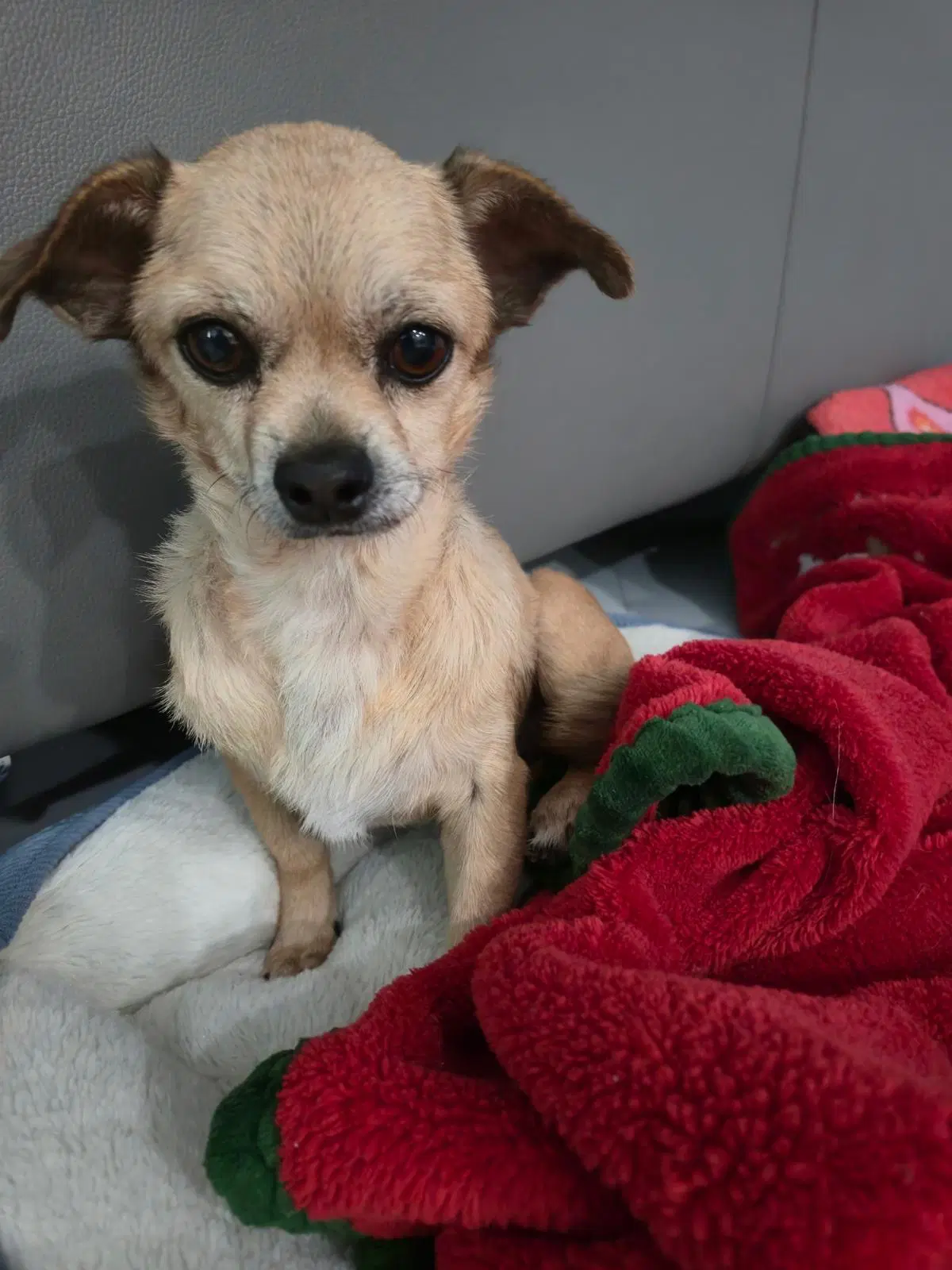 Felix - Chihuahua