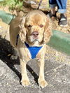 CESAR