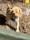 CESAR