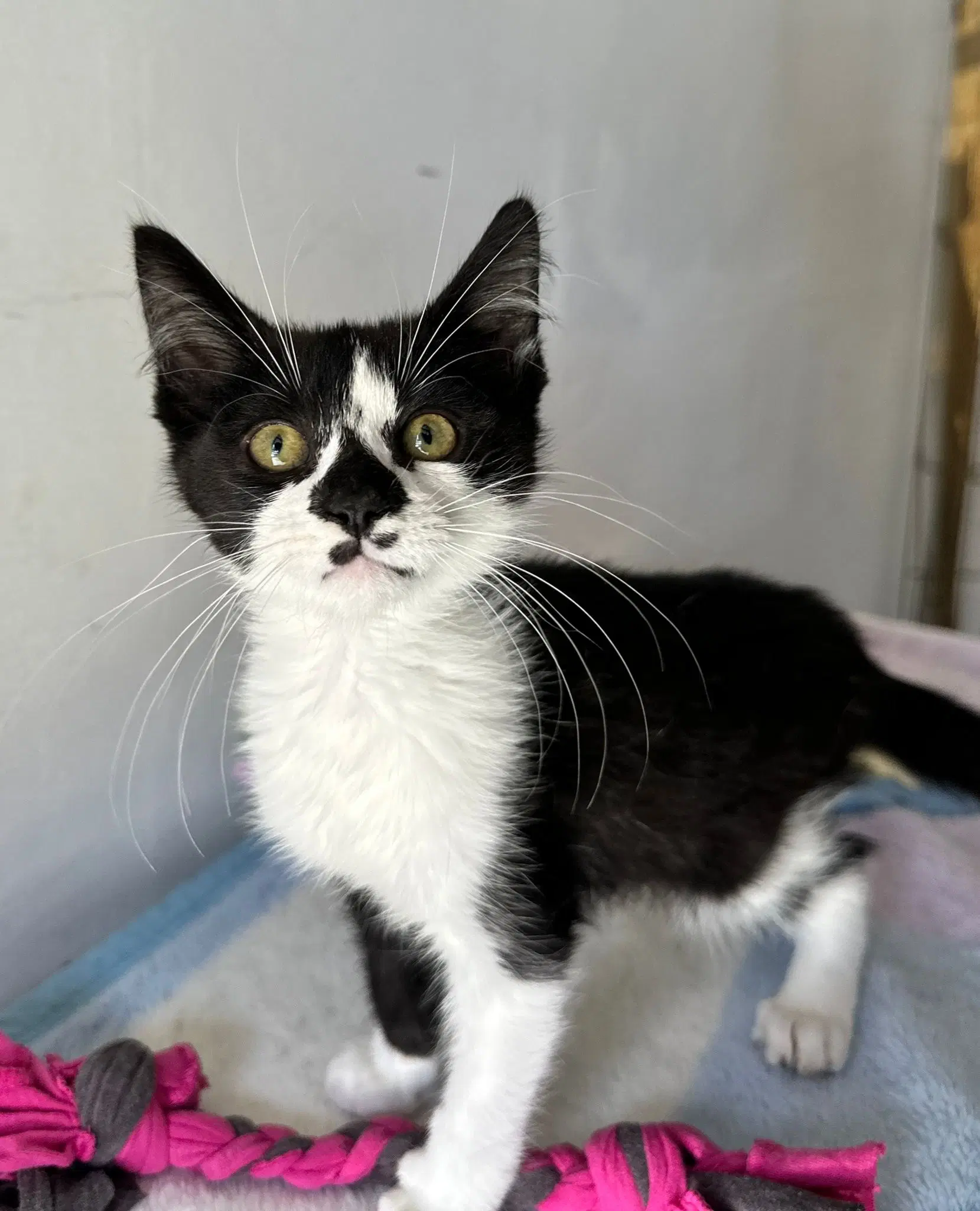 Milo - Domestic Short Hair