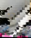 MILO