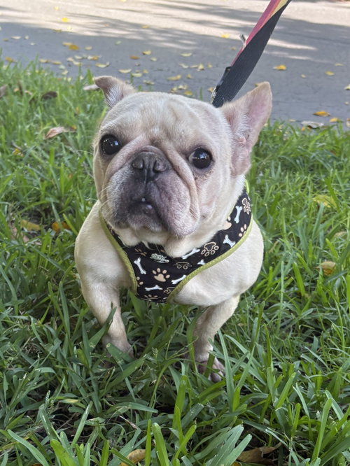 PARIS, an adoptable French Bulldog in Margate, FL