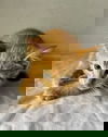 LINDACY