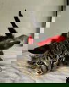 LEONARDO
