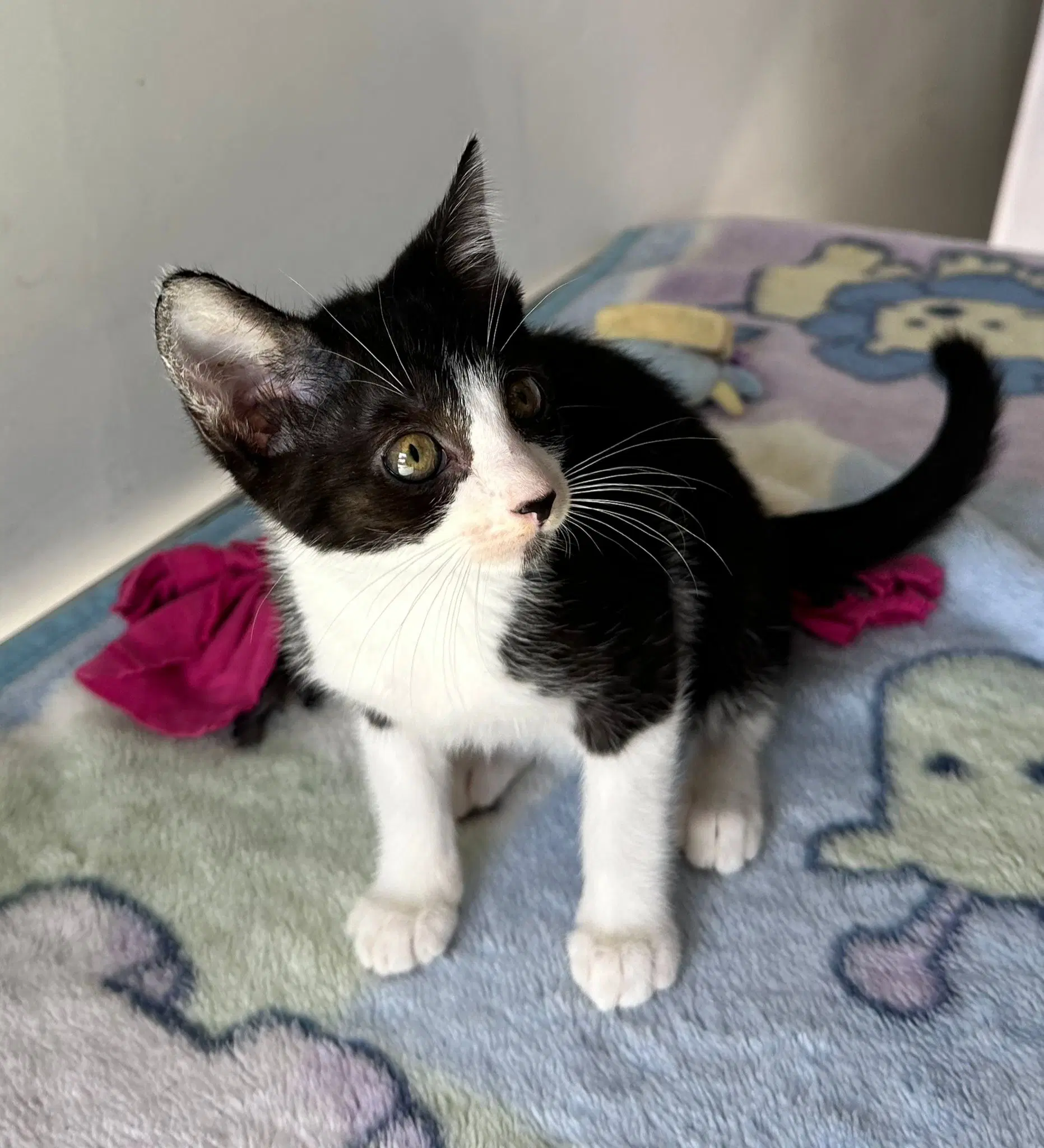 Musa - Domestic Short Hair