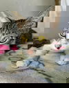 MEREDITH