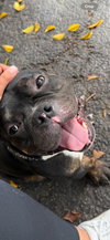 BUCKY - Photo 3