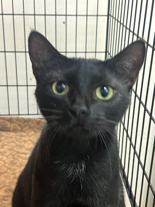 DARAH - Domestic Short Hair available for adoption