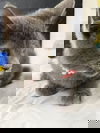 PETUNI0
