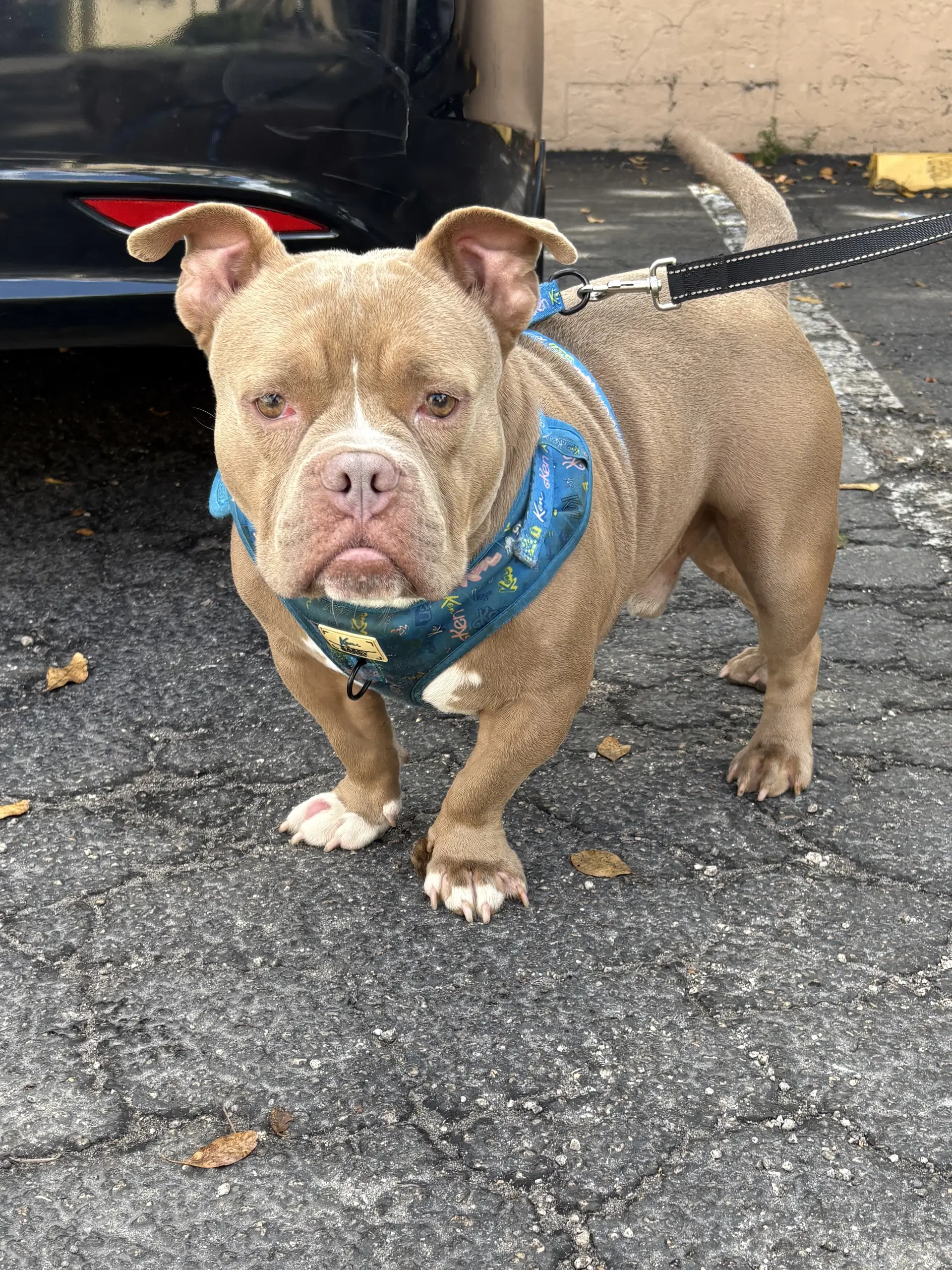 Bruce - American Bulldog