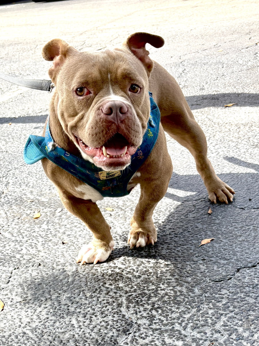 BRUCE