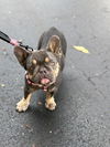 Chiquita